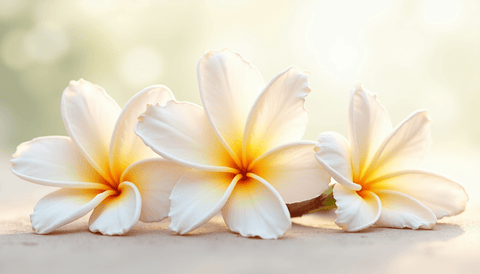 What Makes Jasmine Perfumes Worth Their Weight in Gold? - TUOKSU